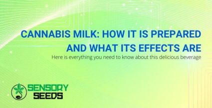 All about cannabis milk