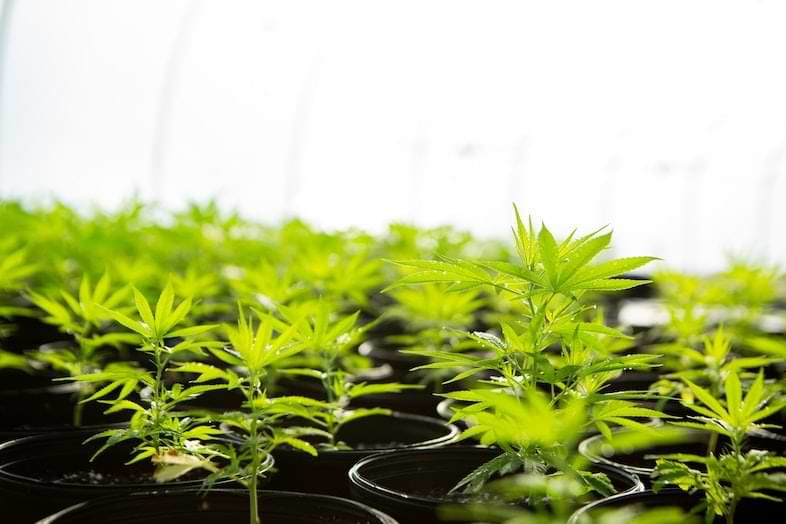 The decarboxylation of cannabis is an important process