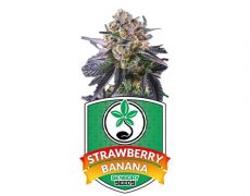 feminized-seeds-strawberry-banana