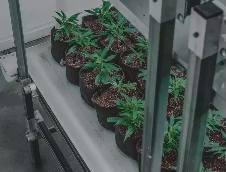 Jars with cannabis seedlings grown inside