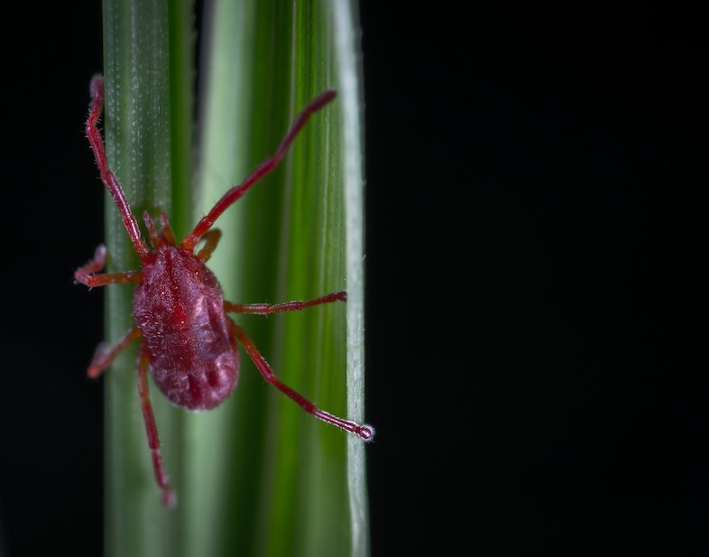 Red hemp spider