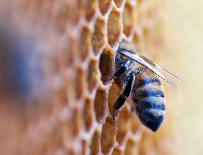 Hemp sativa honey does not exist