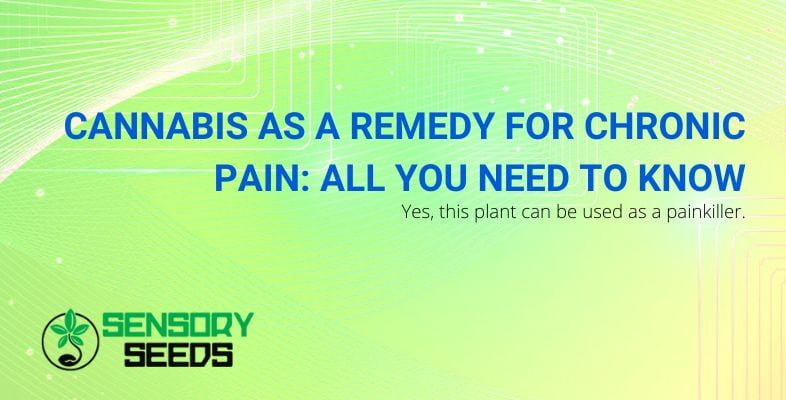 The remedy for chronic pain: cannabis
