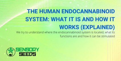 How does the human endocannabinoid system work?
