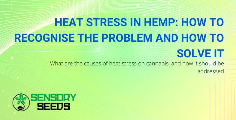 How to recognise heat stress in hemp
