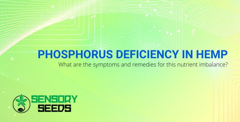Symptoms and remedies of phosphorus deficiency in hemp