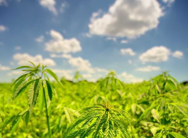 Too much light and heat is not good for hemp
