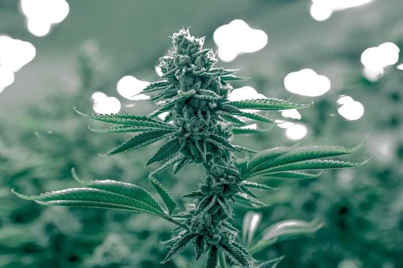 Autochthonous marijuana plant