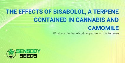 Bisabolol, cannabis terpene and camomile: effects