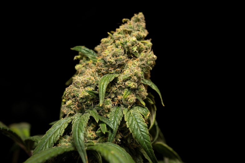 Cannabis culture in Jamaica