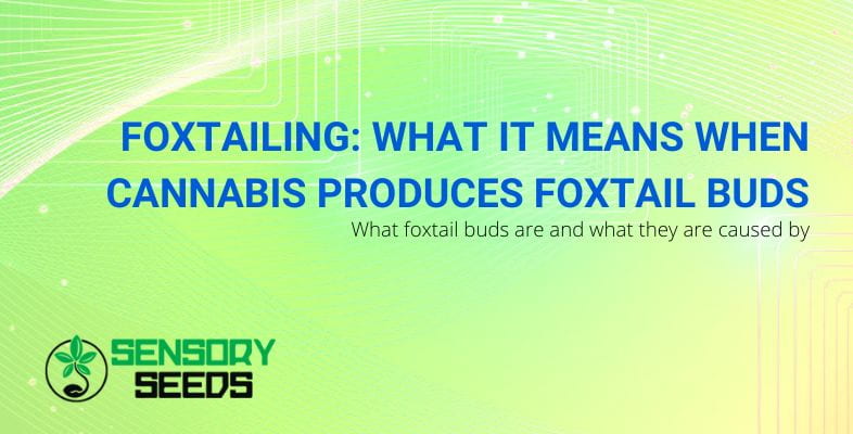 Foxtailing: cannabis with foxtail buds, what does it mean?