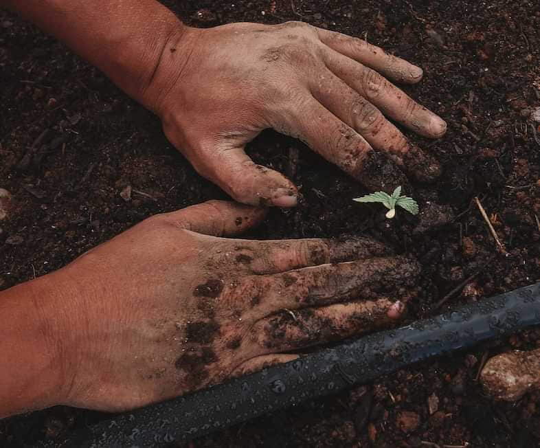 Sowing hemp according to the lunar calendar