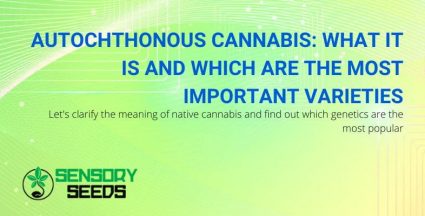 What is autochthonous cannabis?