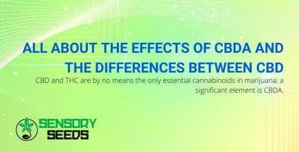 CBDA effects and differences with CBD
