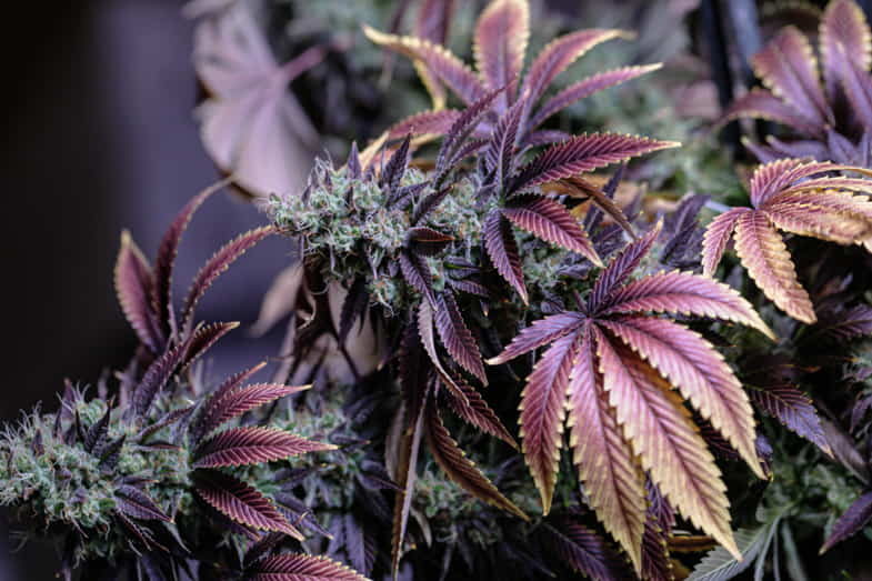 Purple cannabis with yellowed leaves