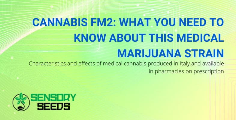 All about FM2 medical cannabis