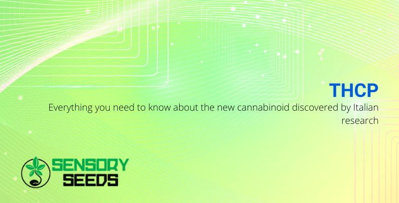 All about the new cannabinoid THCP
