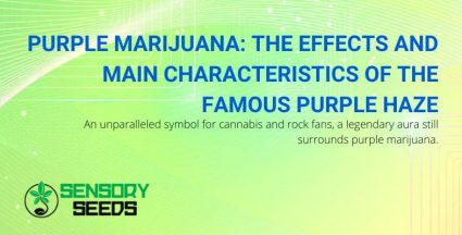 The effects and characteristics of purple marijuana