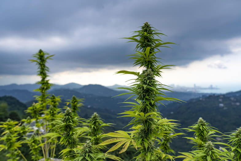 A marijuana field
