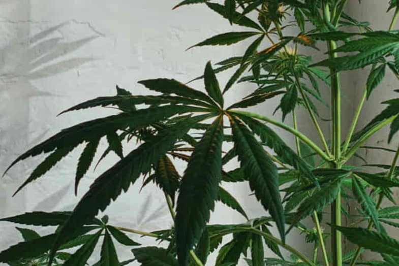 Male cannabis plant