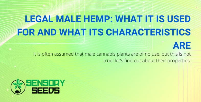 Uses and characteristics of legal male hemp
