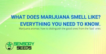 all about the smell of marijuana