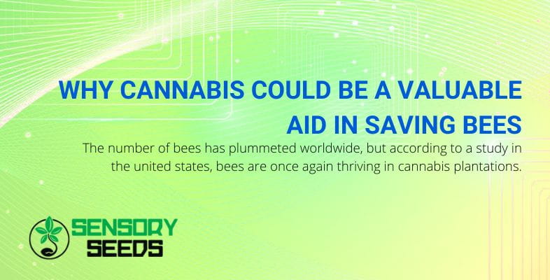 Cannabis a help to save bees