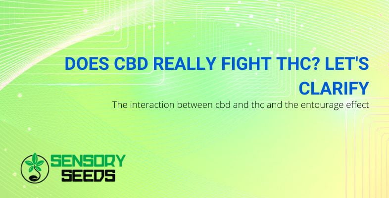 CBD counteracts THC | SensorySeeds