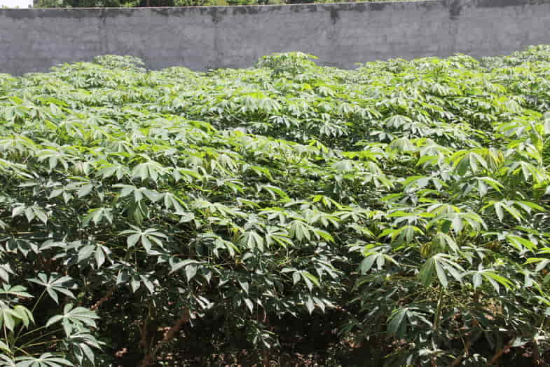 The cassava plant resembles cannabis | SensorySeeds 