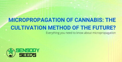 All about cannabis micropropagation | SensorySeeds