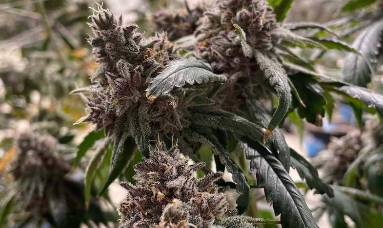 Breeding cannabis | SensorySeeds