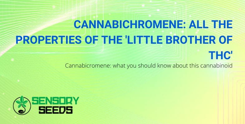 The properties of cannabichromene| SensorySeeds