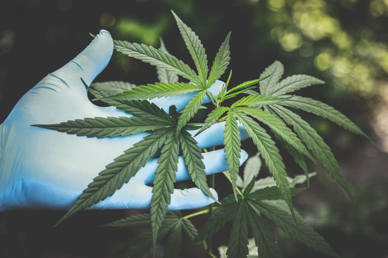 The marijuana plant, how to recognise it? | SensorySeeds 