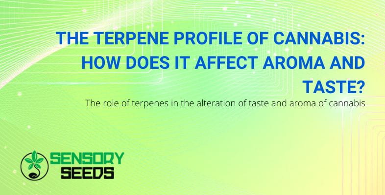 Terpenic profile of cannabis| SensorySeeds