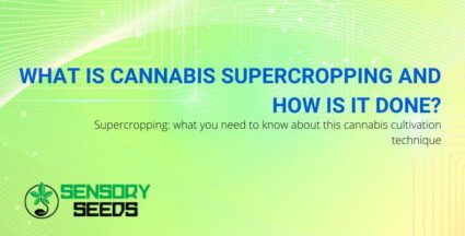 What is cannabis supercropping | SensorySeeds