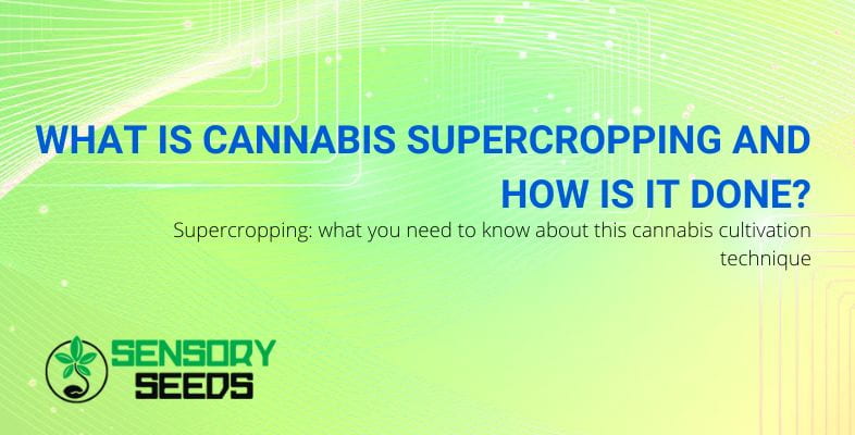 What is cannabis supercropping | SensorySeeds