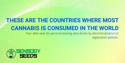 Where most cannabis is consumed in the world | SensorySeeds
