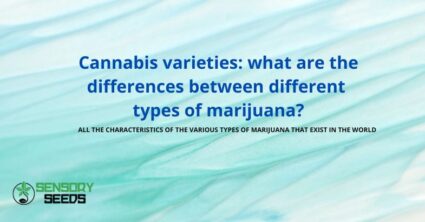 Cannabis varieties: what are the differences ?