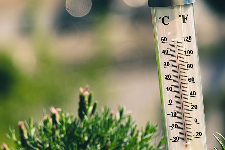 temperature and humidity in cannabis cultivation