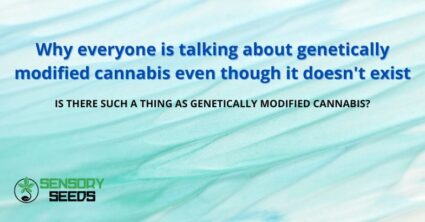 genetically modified cannabis