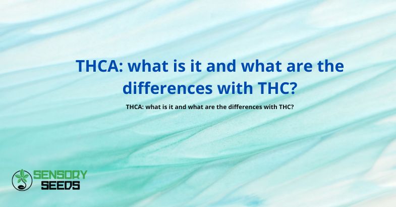 THCA: what is it and what are the differences with THC?