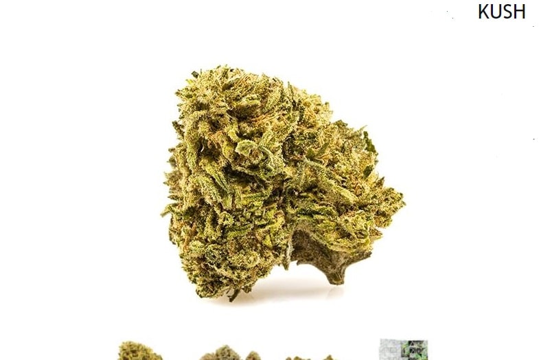 The main varieties and hybrids of Kush genetics