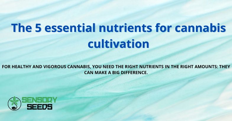 The 5 essential nutrients for cannabis cultivation