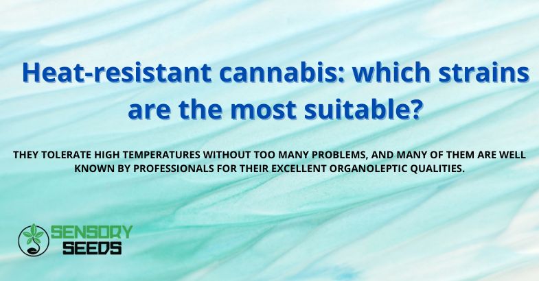 Heat-resistant cannabis: which strains are the most suitable?
