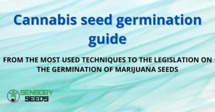 Cannabis seed germination guide