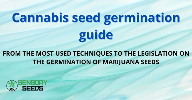 Cannabis seed germination guide