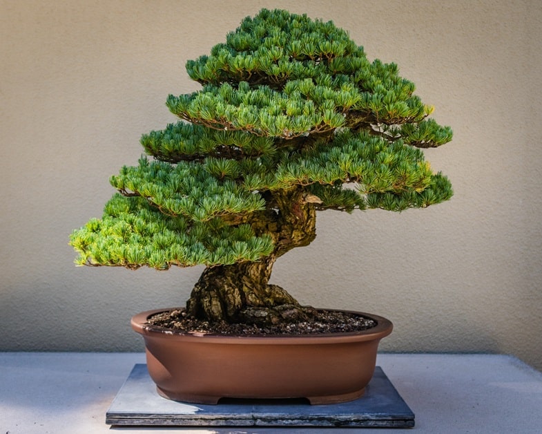 Is growing a cannabis bonsai legal?