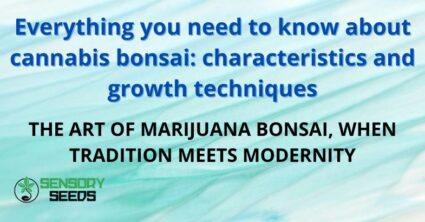 Everything you need to know about cannabis bonsai