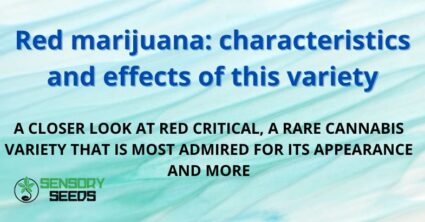 Red marijuana: characteristics and effects of this variety