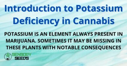 Introduction to Potassium Deficiency in Cannabis